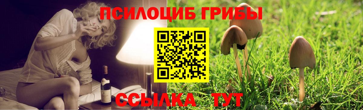 купить закладку  Вход с VPN  Галлюциногенные грибы Psilocybe  Красноармейск  Галлюциногенные грибы GOLDEN TEACHER 